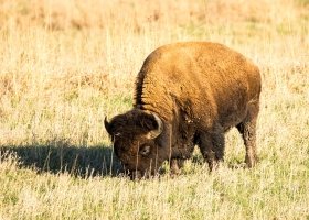 2015-0410-Animals-00001