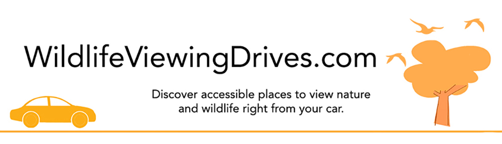 wildlifeviewingdrives.com